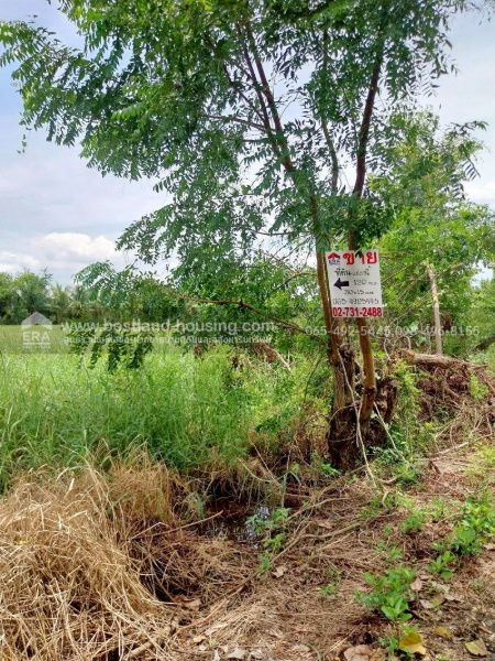 รูป ขาย ที่ดิน 120 ตรว. 5 แสน!! ต.หมอนทอง อ.บางน้ำเปรี้ยว จ.ฉะเชิงเทรา ใกล้โรงเรียนวัดคลอง18 ห่างเขตหนองจอกประมาณ 33 k.m. - รูปที่ 9/22