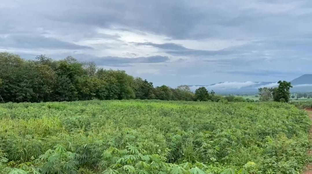 picture Pak Chong land, Khlong Muang, large plot of 567 rai, next to the main road, Nong Sarai - Wang Nam Khiao, Khlong Muang (3060). Line ID: @951qfbfi - 1/4