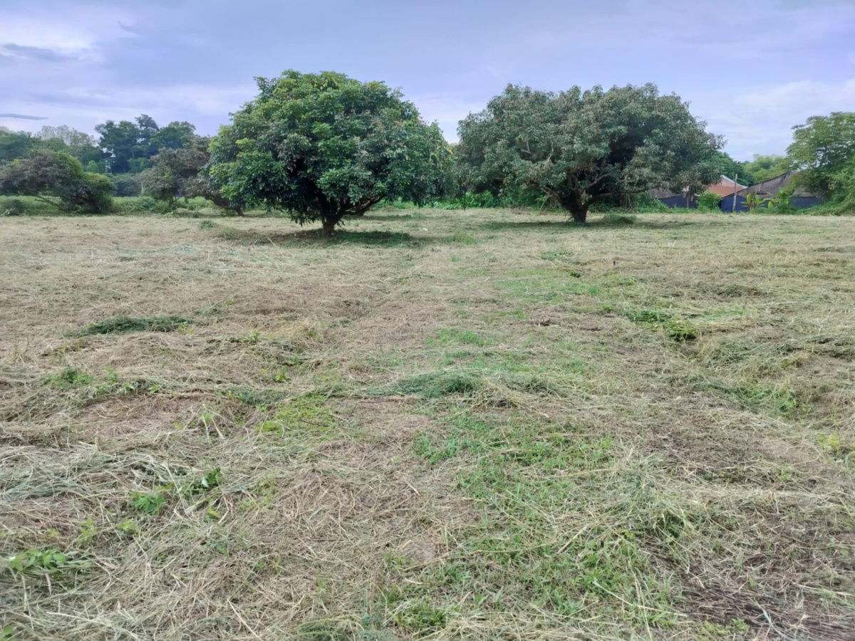 picture Chiang Rai land, very sweet, private land, peaceful - 8/12