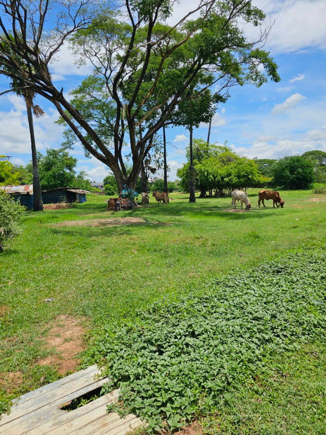 รูป ขายทาวน์โฮม 2 ชั้น พฤกษา นารา โรจนะ-สามเรือน เนื้อที่ 25.3 ตรว - รูปที่ 8/10