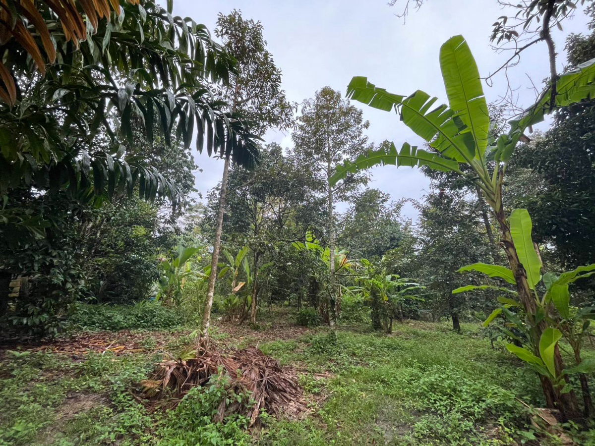 picture Fruit Orchard Land for Sale – 7 Rai, 14M THB, Special 1M Discount This October Only! - 7/14