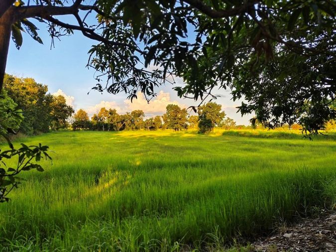 ขายที่ดินเปล่าขนาด 18 ไร่ 2 งาน 84 ตารางวา อำเภอเมืองชัยภูมิ ทำเลดี บรรยากาศร่มรื่น ใกล้โลตัสและโรงพยาบาลชัยภูมิ