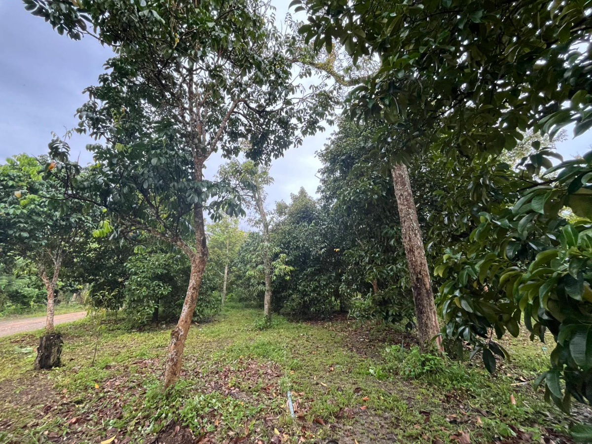 picture Fruit Orchard Land for Sale – 7 Rai, 14M THB, Special 1M Discount This October Only! - 12/14