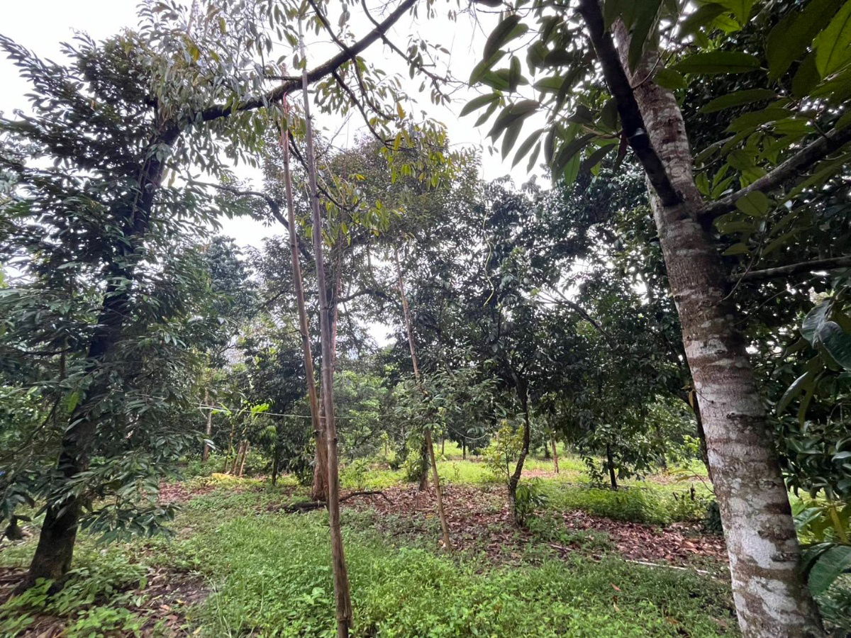 picture Fruit Orchard Land for Sale – 7 Rai, 14M THB, Special 1M Discount This October Only! - 8/14