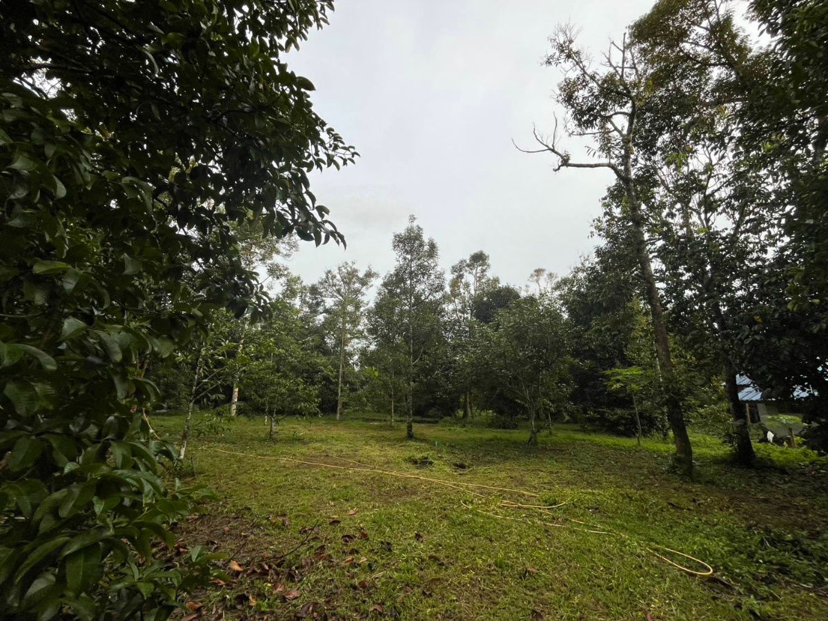 picture Fruit Orchard Land for Sale – 7 Rai, 14M THB, Special 1M Discount This October Only! - 10/14