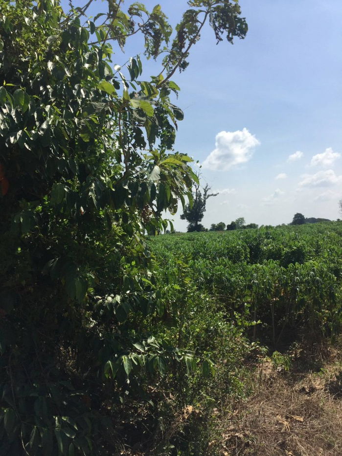 picture Vacant Land for Sale – 31 Rai 3 Ngan in Mueang Kamphaeng Phet District, Kamphaeng Phet Province - 3/11