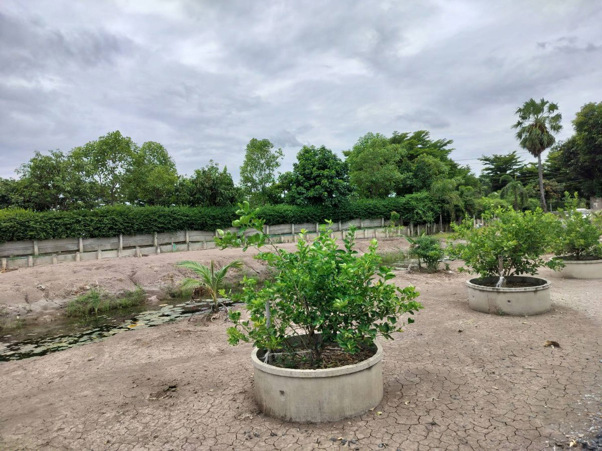 picture Land for Rent in Bang Toei, Sam Khok – 2.5 Rai ideal for Organic farming or general agriculture   Storage yard or warehouse use - 6/10