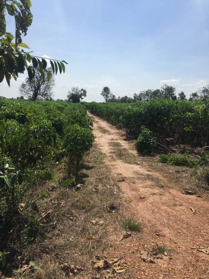 picture Vacant Land for Sale – 31 Rai 3 Ngan in Mueang Kamphaeng Phet District, Kamphaeng Phet Province - 4/11