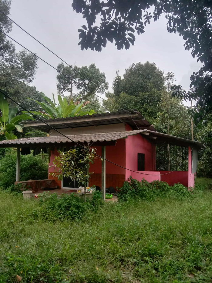 picture Fruit Orchard Land for Sale – 7 Rai, 14M THB, Special 1M Discount This October Only! - 13/14