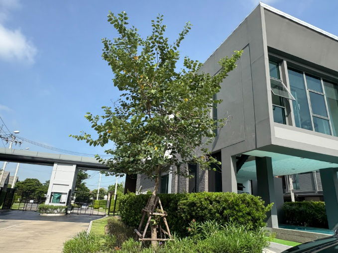 picture For Sale: Verve Rama 9 Townhome by SC Asset, 21 sq.w. (84 sq.m. land), 134 sq.m.  - 42/48