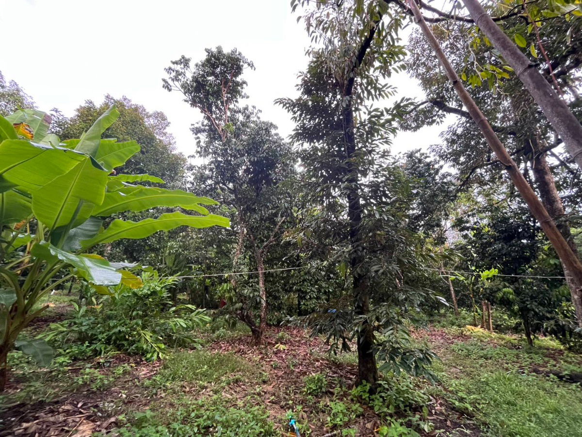 picture Fruit Orchard Land for Sale – 7 Rai, 14M THB, Special 1M Discount This October Only! - 9/14