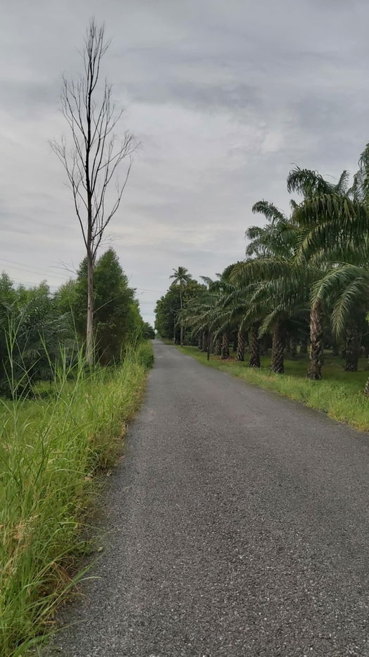 รูป ขายที่ดิน 47 ไร่ (ไร่ละ 1,200,000 บาท) ตำบลหนองอิรุณ อำภอบ้านบึง จังหวัดชลบุรี - รูปที่ 3/6