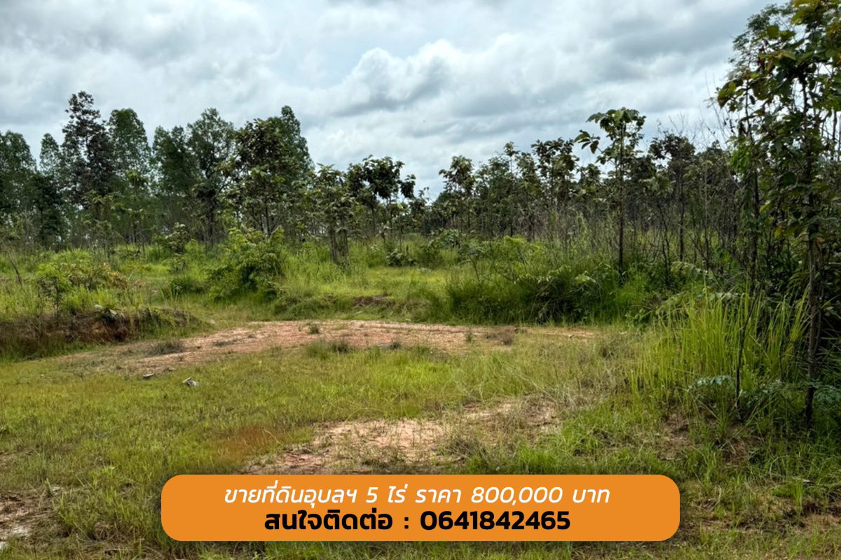 รูป ขายด่วนนน ที่ดินอุบลฯ ถูกกกกมาก 5 ไร่ เพียง 800,000 บาท ที่ดินสวย ทำเลดี  - รูปที่ 3/5