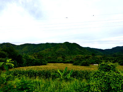Land for sale วิทยาลัยบริหารธุรกิจและการท่องเที่ยวกรุงเทพ : 🌄💥 Hot Deal! Land for sale with mountain views ⛰️ Natural atmosphere 🍃 Na Pa Subdistrict, Phetchabun 💎