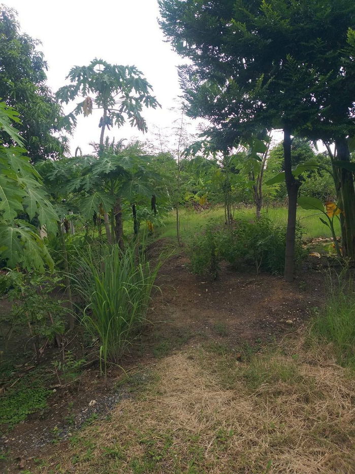 picture # 🌟 Beautiful land, prime location, more than 2 rai (905 sq m). Bang Bua Thong, near Wat Lam Pho, Nonthaburi 🌟 - 21/31