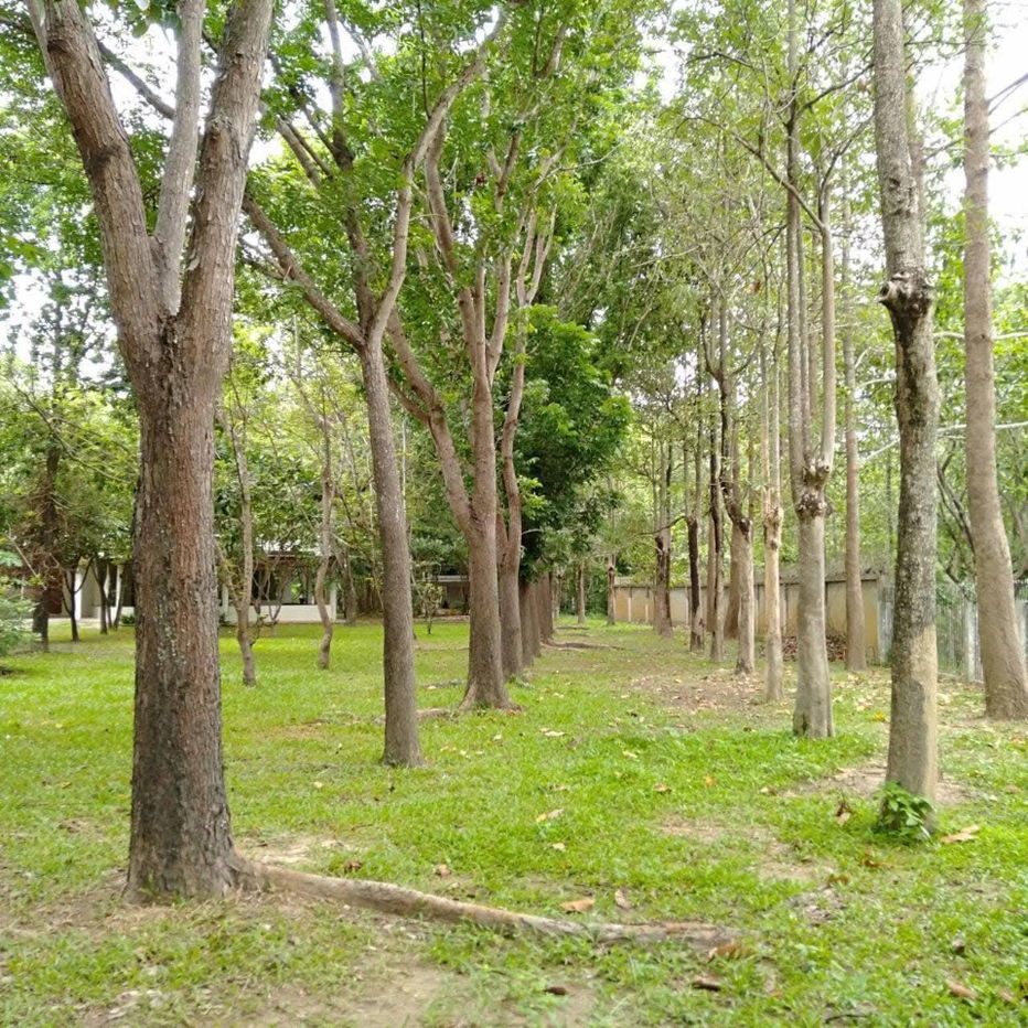picture Land for sale in Lamphun, large plot with economic trees, 38+2 rai (can be sold separately) - 1/4