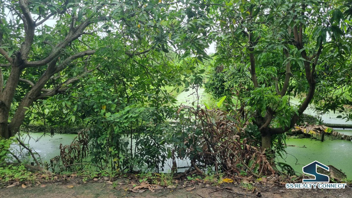 รูป ขายที่ดิน หนองเพรางาย นนทบุรี 500 ตร.ว. - รูปที่ 2/6