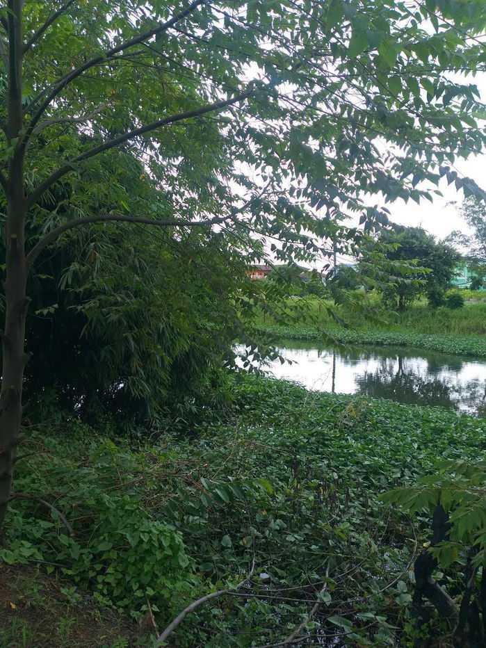 picture # 🌟 Beautiful land, prime location, more than 2 rai (905 sq m). Bang Bua Thong, near Wat Lam Pho, Nonthaburi 🌟 - 15/31