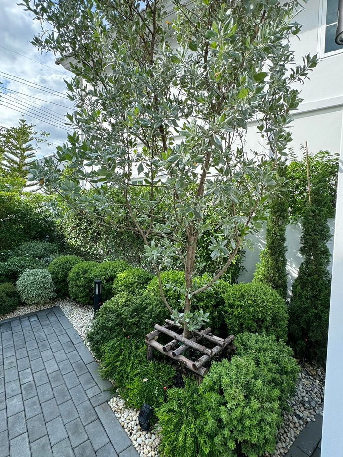 picture Luxury Detached House at Chaiyapruk – Chaengwattana ready to move - 20/24