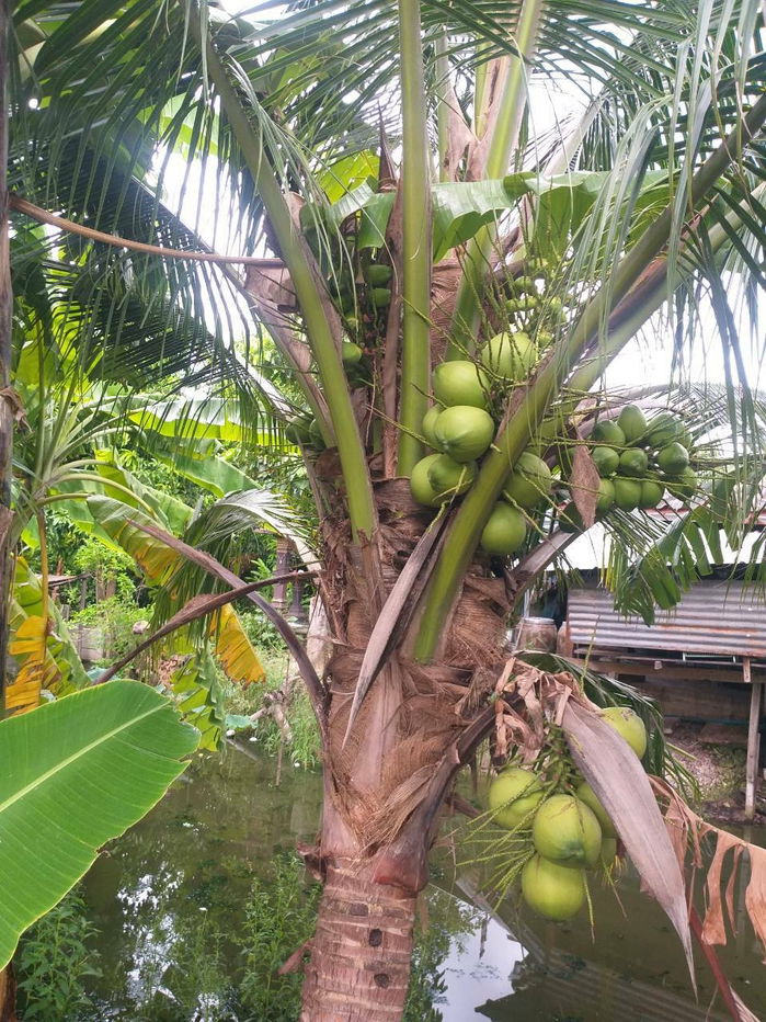 picture # 🌟 Beautiful land, prime location, more than 2 rai (905 sq m). Bang Bua Thong, near Wat Lam Pho, Nonthaburi 🌟 - 10/31