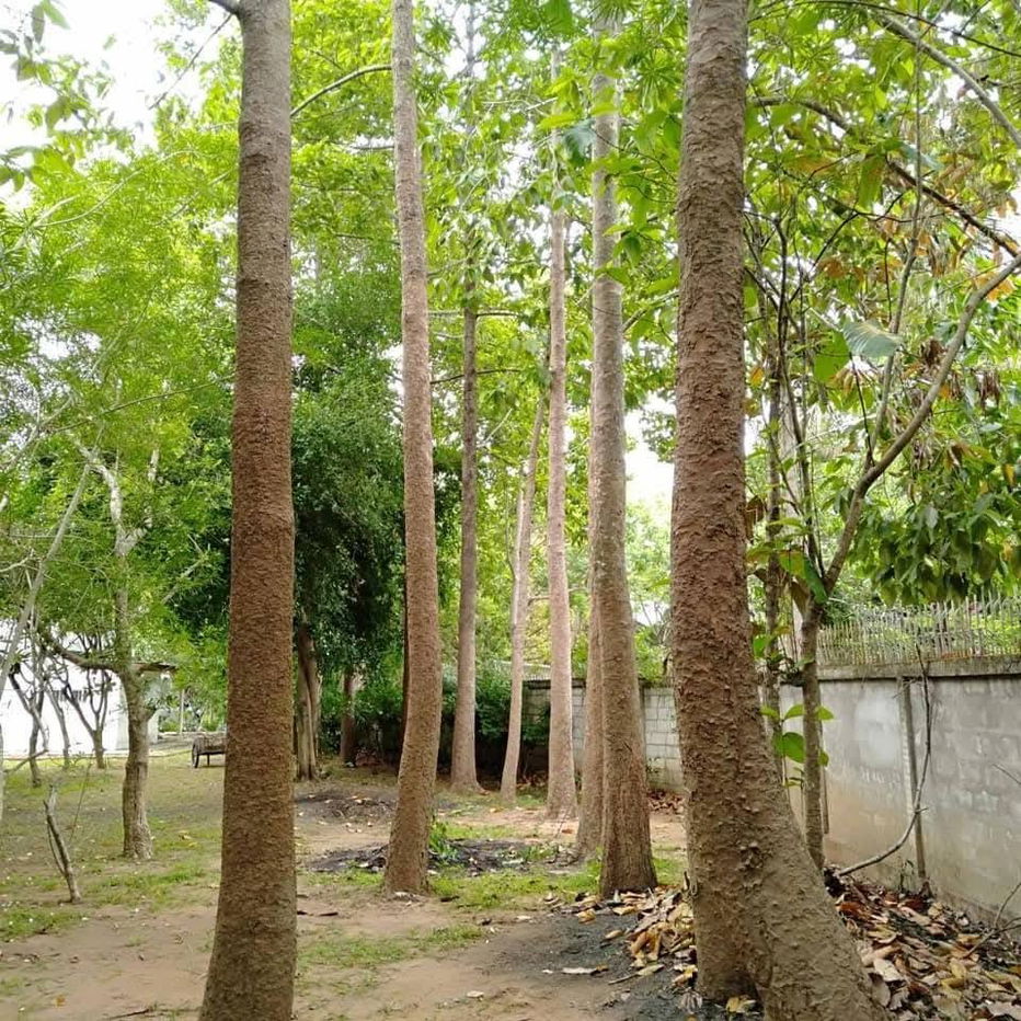 picture Land for sale in Lamphun, large plot with economic trees, 38+2 rai (can be sold separately) - 2/4