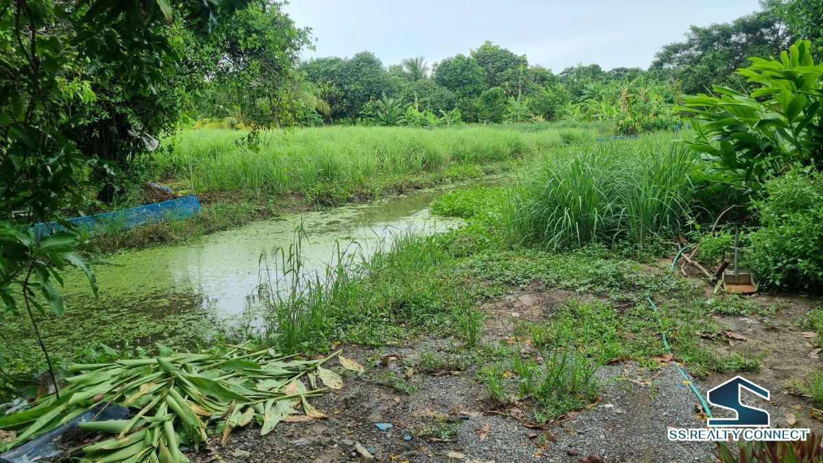 รูป ขายที่ดิน หนองเพรางาย นนทบุรี 500 ตร.ว. - รูปที่ 3/6