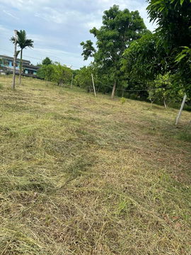 # 🌟 Beautiful land, prime location, more than 2 rai (905 sq m). Bang Bua Thong, near Wat Lam Pho, Nonthaburi 🌟