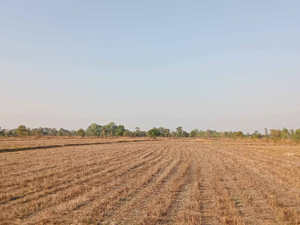 รูป ขายด่วน ที่ดิน 22-3-38 ไร่ **ติดถนน ประทุมรัตน์ ร้อยเอ็ด (N.916) - รูปที่ 8/11