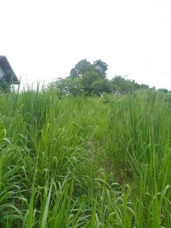 picture Low-Priced Land for Sale – Suitable for Farming, Warehouse, or Factory Development, Bo Kwang Thong, Bo Thong District, Chonburi - 7/8