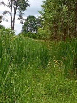 picture Low-Priced Land for Sale – Suitable for Farming, Warehouse, or Factory Development, Bo Kwang Thong, Bo Thong District, Chonburi - 6/8