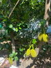 listing thumbnail image 1