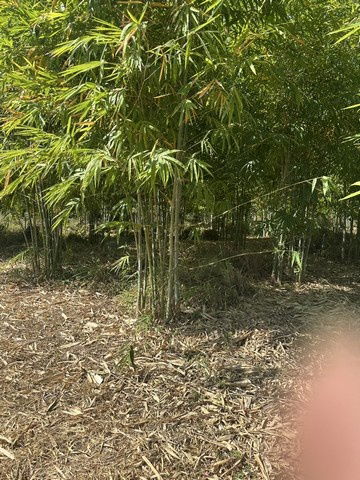 รูป ขายที่ดินทำเลดี ที่ดินสวนไผ่ซางหม่นอายุ 5 ปี พร้อมที่พัก เจ้าของขายเอง สุพรรณบุรี  - รูปที่ 6/10