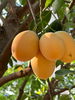 listing thumbnail image 6