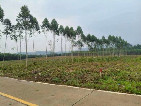picture Prime Land for Sale on Theparak–Lat Krabang Road, 51-1-167 Rai, Bang Bo, Samut Prakan - 4/12