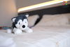 listing thumbnail image 5