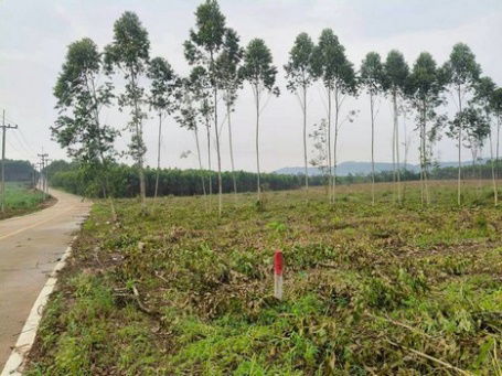 picture Prime Land for Sale on Theparak–Lat Krabang Road, 51-1-167 Rai, Bang Bo, Samut Prakan - 3/12