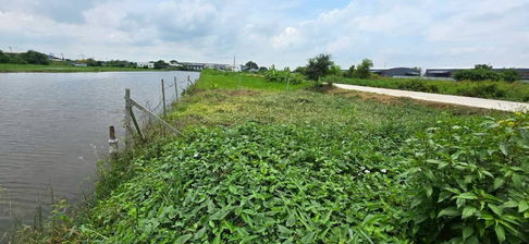 ที่ดินสำหรับปลูกบ้าน 60 ตรว. ถนน ไฟฟ้า ประปา ท่อระบาย หน้าแปลง