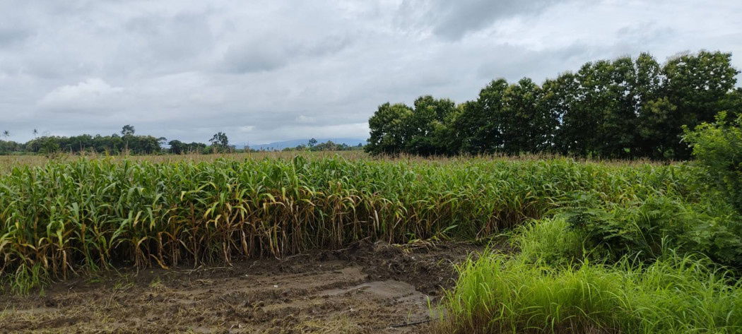 picture Land for sale in Mae Sot, Tak, size 96 rai 1 ngan 42 sq wa, next to the main road - 2/4