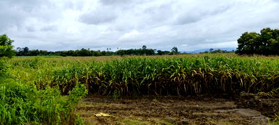 Land for sale Bangkok : Land for sale in Mae Sot, Tak, size 96 rai 1 ngan 42 sq wa, next to the main road