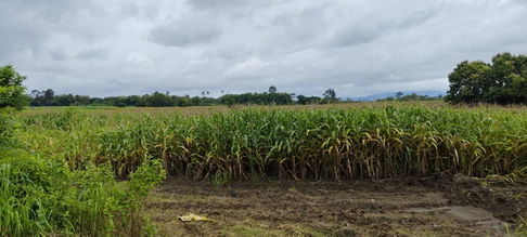 Land for sale in Mae Sot, Tak, size 96 rai 1 ngan 42 sq wa, next to the main road