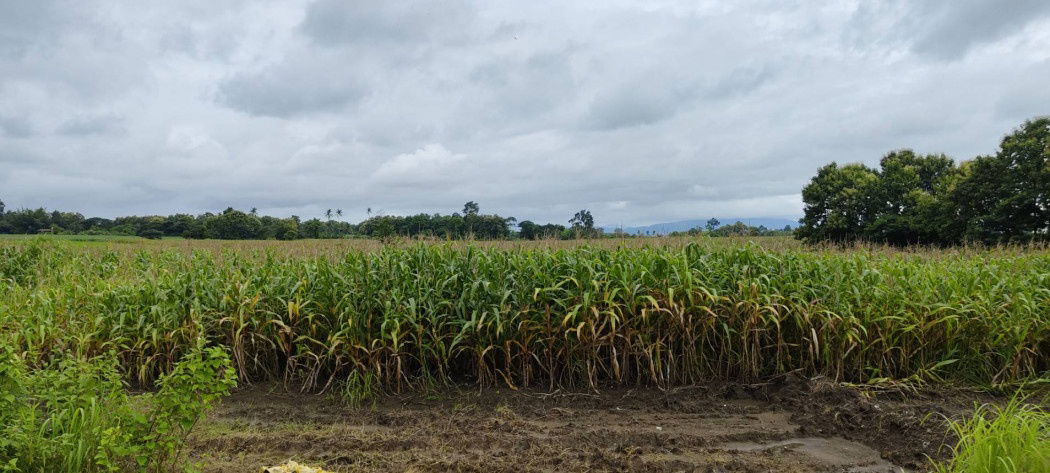 picture Land for sale in Mae Sot, Tak, size 96 rai 1 ngan 42 sq wa, next to the main road - 3/4