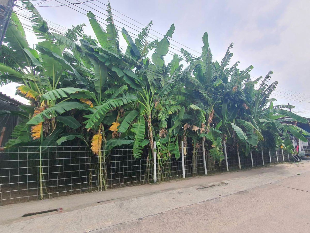 picture  Land for Sale – Setthakit Village  Located near The Mall Bangkae (Phetkasem Road) Land Size: 200 sq.wah (800 sq.m)  Vacant land – ready to build - 2/5