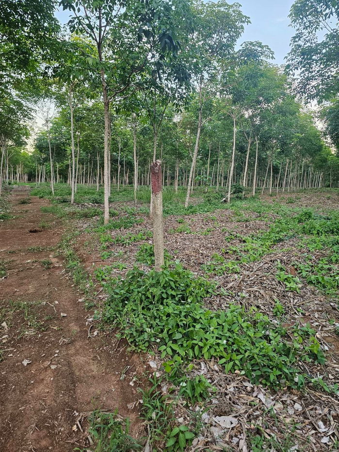 รูป ที่ดิน 13 ไร่ พร้อมบ้าน1 หลัง ติดถนนเลียบทะเลแหลมงอบ ใกล้ท่าเรือเฟอร์รี่ - รูปที่ 4/5