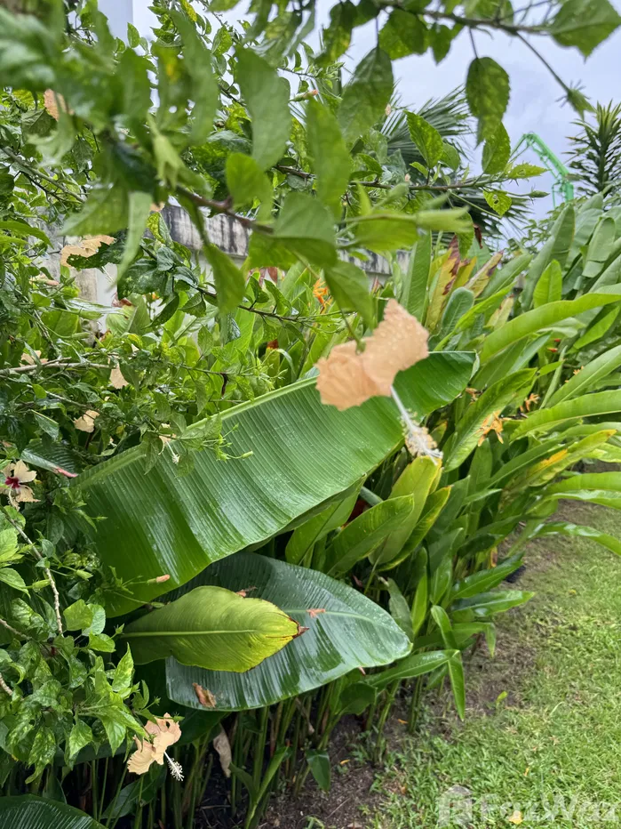 picture Renovated One Bedroom Private Pool Villa for Rent in Bangtao 1902867 - 53/54