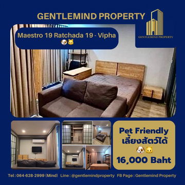 ☀️💎🌍 Rent : Maestro 19 Ratchada 19-Vipha Pet Friendly เลี้ยงสัตว์ได้ 🐶🐱 | Gentlemind Property 