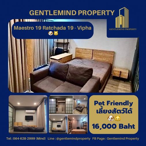 ☀️💎🌍 Rent : Maestro 19 Ratchada 19-Vipha Pet Friendly เลี้ยงสัตว์ได้ 🐶🐱 | Gentlemind Property 