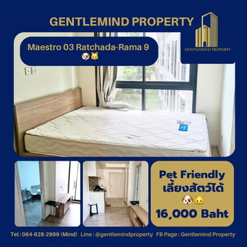 ☀️💎🌍 Rent : Maestro 03 Ratchada-Rama 9 Pet Friendly เลี้ยงสัตว์ได้ 🐶🐱 | Gentlemind Property 