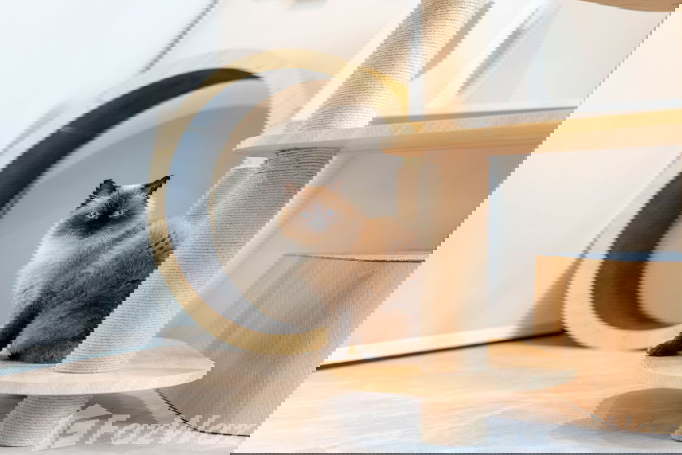 รูป วิลล่าให้เช่า 5 ห้องนอน ใน ป่าตอง, ภูเก็ต 5564035 - รูปที่ 53/207