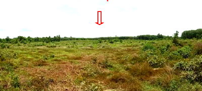 Land for sale : ที่ดินเปล่า 103752 square meter Nongkai null Tha Kok Daeng for 7105000 THB