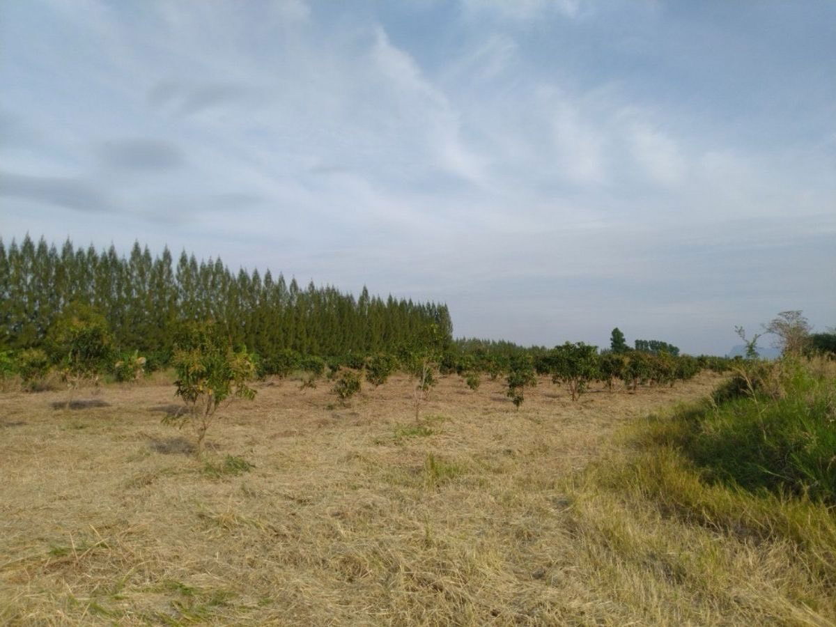 รูป ขายที่ดินพร้อมสวนมะม่วง ราคาสุดคุ้ม วังสมบูรณ์ สระแก้ว - รูปที่ 3/9